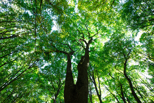green forest  - Valokuva, kuva