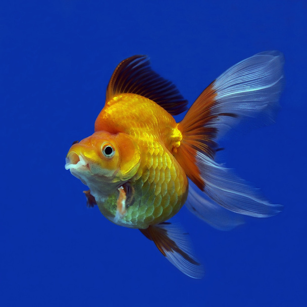goldfish - Photo, Image