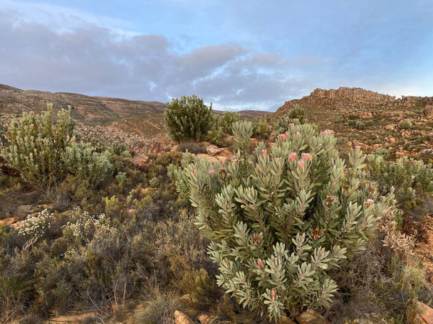 A photo of a Protea neriifolia bush, in the Koue Bokkeveld area of South Africa, in full bloom - Foto, Bild