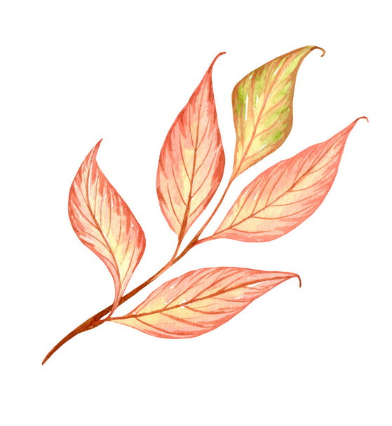 Bright, colorful autumn leaf. Watercolor fall illustration. - Foto, Bild