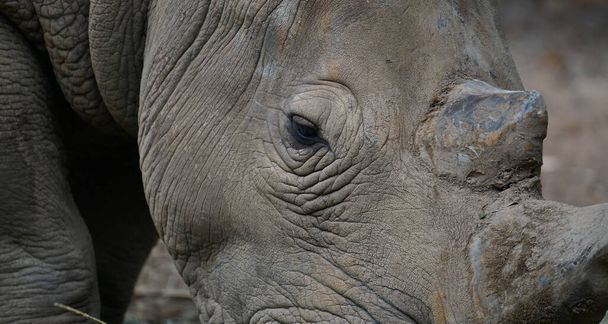 primo piano occhio di rinoceronte bianco - Foto, immagini