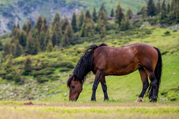 Beautiful horse in a mountain meadow. Rodna Mountains, Carpathians, Romania. - Fotoğraf, Görsel