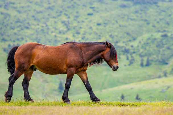 Beautiful horse in a mountain meadow. Rodna Mountains, Carpathians, Romania. - Fotó, kép