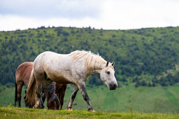 Beautiful horses in a mountain meadow. Rodna Mountains, Carpathians, Romania. - Valokuva, kuva