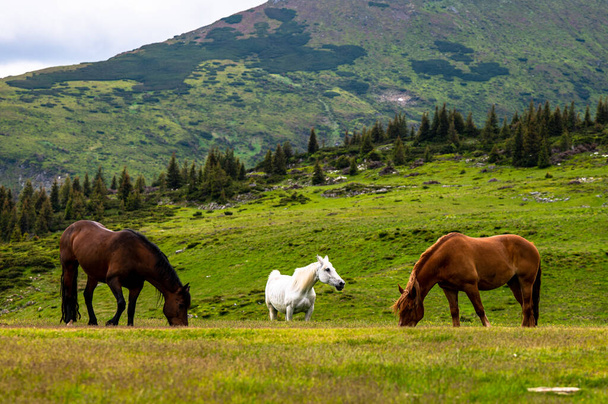 Beautiful horses in a mountain meadow. Rodna Mountains, Carpathians, Romania. - Fotó, kép