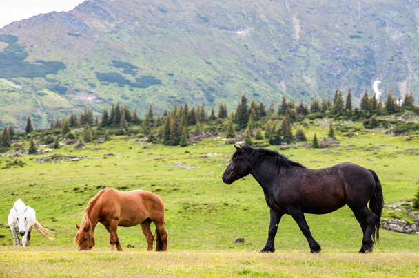 Gyönyörű lovak a hegyi réten. Rodna hegység, Kárpátok, Románia. - Fotó, kép