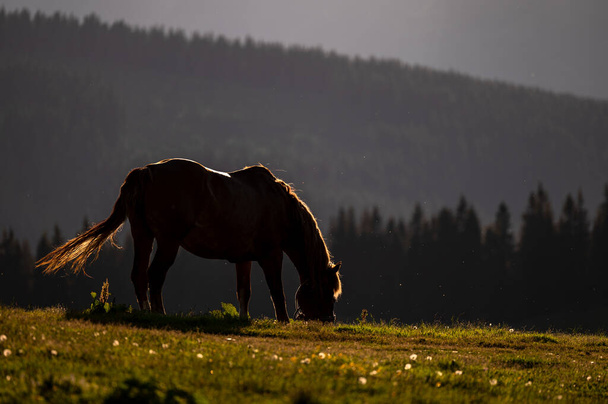 Beautiful horse in a mountain meadow. Rodna Mountains, Carpathians, Romania. - Фото, зображення