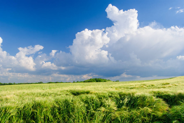 Campo di grano contro un cielo blu. Campo di grano paesaggio con cielo azzurro nuvoloso in estate, Ungheria - Foto, immagini