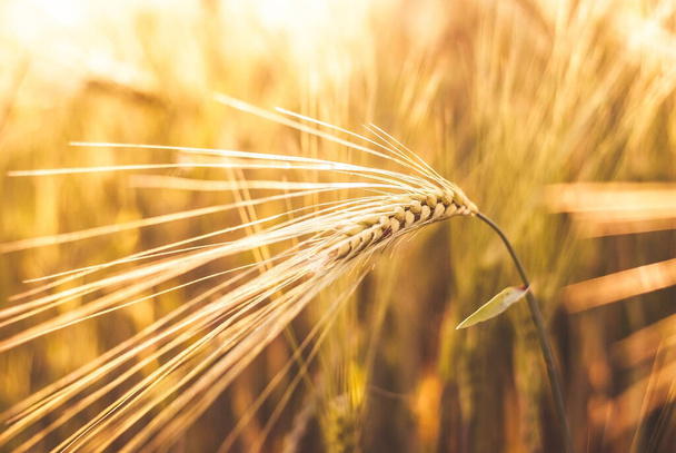 Altın buğday tarlasında buğday kulakları. Altın buğday kulaklı Macro shot. Çiftçilik ve hasat kavramı. - Fotoğraf, Görsel