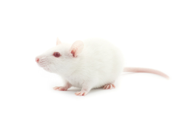 white rat  - Fotografie, Obrázek