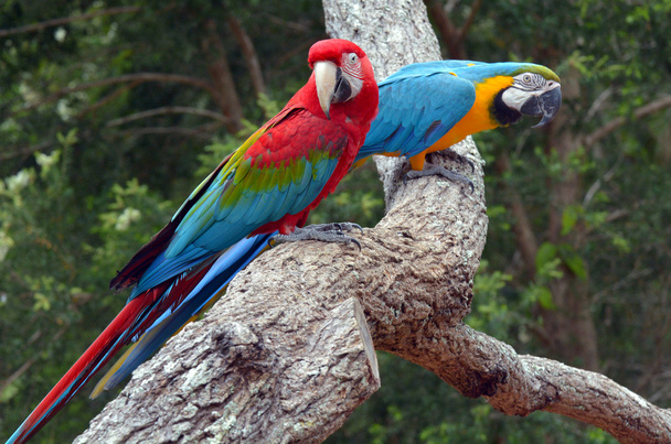 Paio di macaw seduto sul ramo
 - Foto, immagini