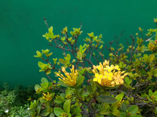 Tahi ayam (lantana camara, Verbenaceace) flores amarelas na home page originária da América tropical. Natureza conceito de fundo, natural, jardim, jardinagem, fazenda, agricultura, hobby, hobbies, estilo de vida - Foto, Imagem