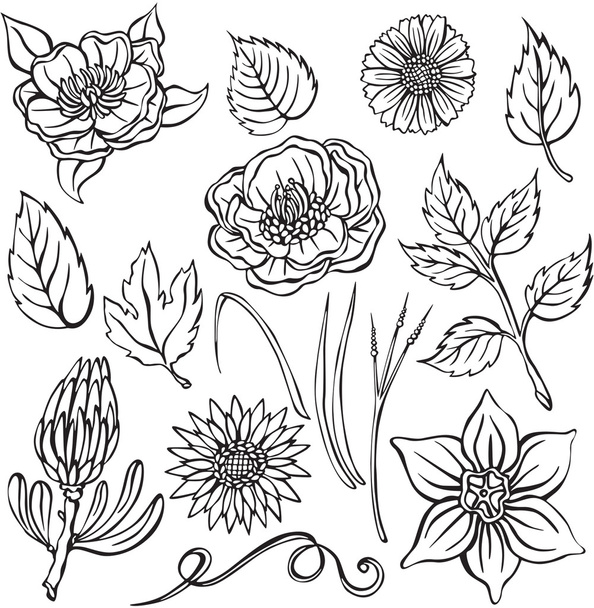 Vector illustration of different flowers - Vetor, Imagem