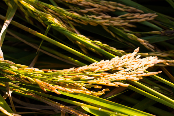 Campo de arroz, Fundo de grãos
 - Foto, Imagem