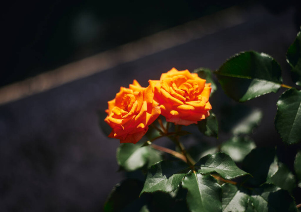 Kuva kahdesta kukkivasta keltaisesta ruususta puutarhassa - Valokuva, kuva