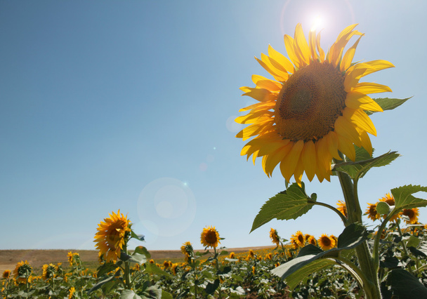 Slunečnice na venkově v létě. Španělsko - Fotografie, Obrázek