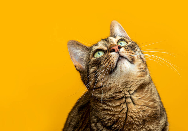Porträt einer gestreiften Katze auf gelbem Hintergrund. Die Katze betrachtet das Objekt - Foto, Bild
