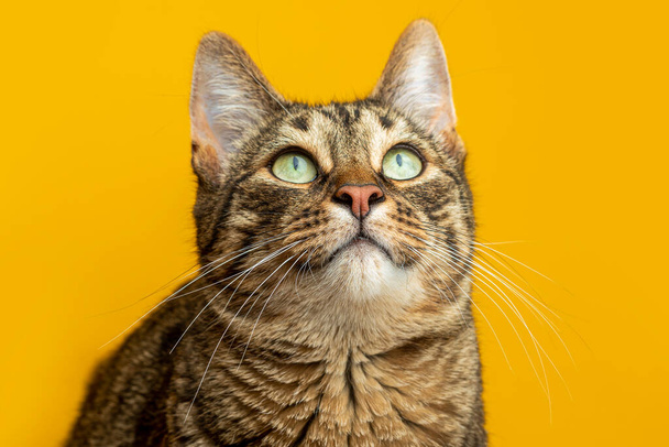 Porträt einer gestreiften Katze auf gelbem Hintergrund. Die Katze betrachtet das Objekt - Foto, Bild