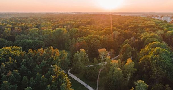 City park at sunset, the rays of the sunset illuminate the trees, drone view, aerial photography - Fotoğraf, Görsel