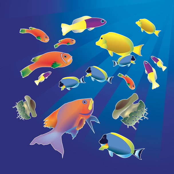 Fische des Roten Meeres - Vektor, Bild