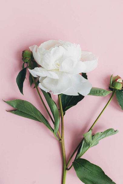 Modern peony composition on pastel pink paper, flat lay. Creative floral image, stylish vertical greeting card. Fresh white peony flower top view, space for text - Φωτογραφία, εικόνα
