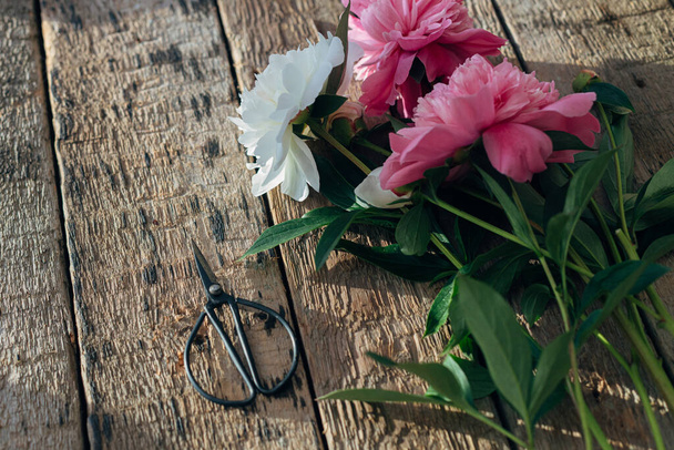 Beautiful peony bouquet and scissors on rustic aged wood. Stylish floral greeting card. Fresh pink and white peony flowers on wooden table, moody image. Gathering flowers in countryside - Photo, image