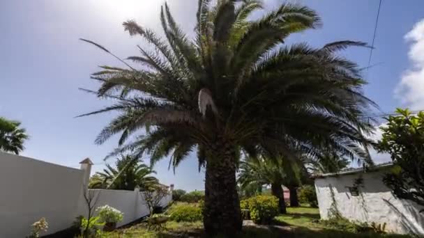 カナリア諸島の熱帯の庭にあるヤシの木の経過 - 映像、動画