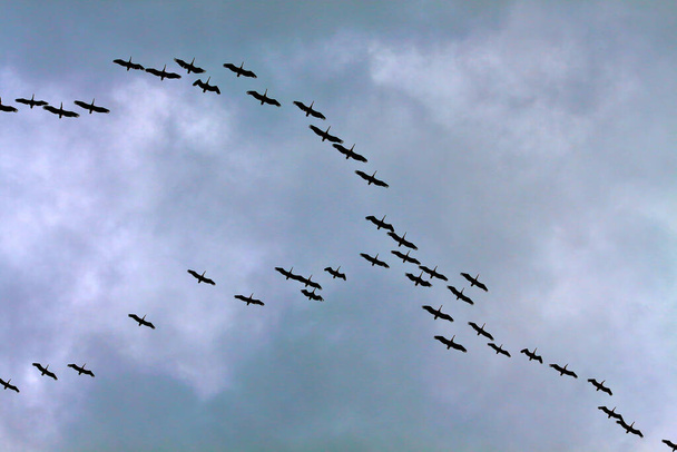 Силуэты стаи пеликанов, летающих в облаках - Фото, изображение