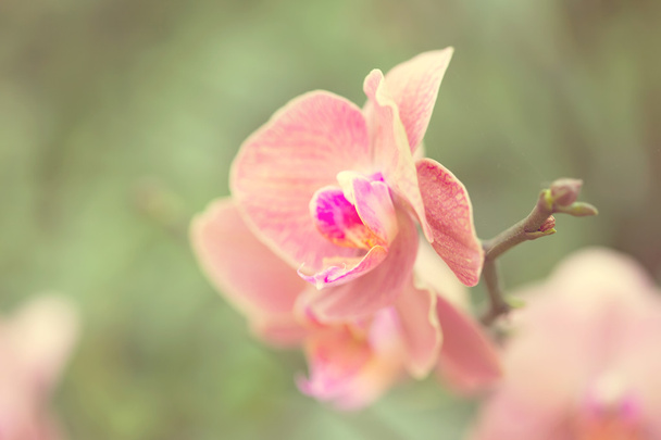 Красивая фиолетовая орхидея - фаленопсис
. - Фото, изображение