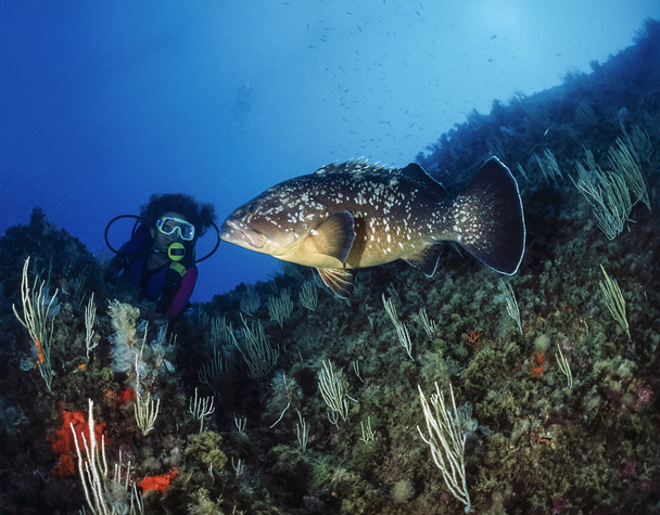 Diver and grouper - Photo, Image