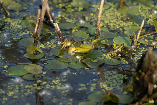 zöld béka közeledik ül egy liliom pad egy napsütéses napon a vizes élőhelyeken - Fotó, kép