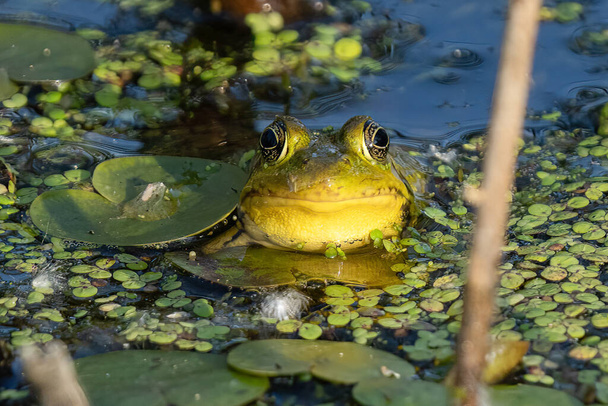 zielona żaba z bliska siedzi na podkładce w słoneczny dzień na mokradłach - Zdjęcie, obraz