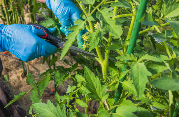 Gros plan des mains féminines coupant des arbustes de tomates avec des ciseaux de jardin en serre. Suède. - Photo, image