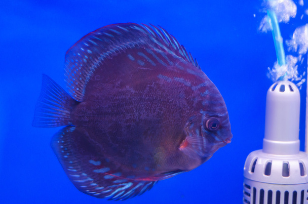 Flowerhorn Cichlid fish - Photo, Image