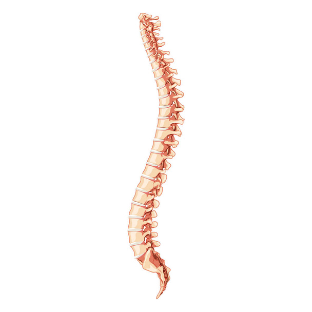 La columna vertebral humana columna lateral de anatomía con disco intervertebral. Ilustración de concepto realista 3D plana vectorial en colores naturales, columna vertebral aislada sobre fondo blanco. - Vector, Imagen