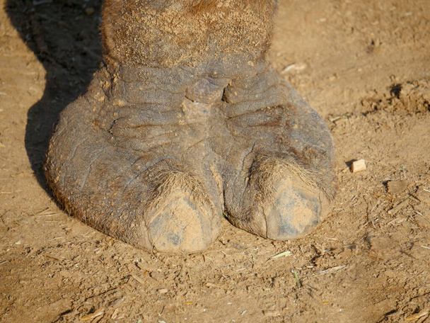 Indian Camel toe hairy close up picture - Fotoğraf, Görsel