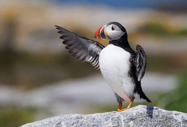 Atlantic Puffin on an island off the coast of Maine - Photo, Image