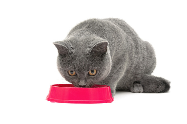 gato escocés gris come comida de un cuenco rosa sobre un fondo blanco
 - Foto, imagen