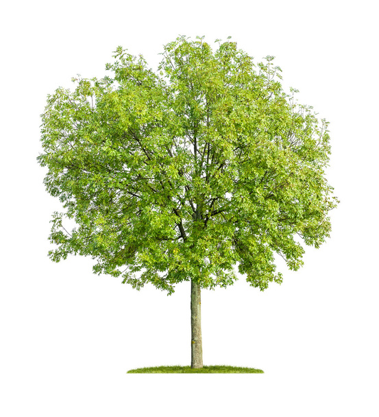 Isolated ash tree on a white background - Foto, afbeelding
