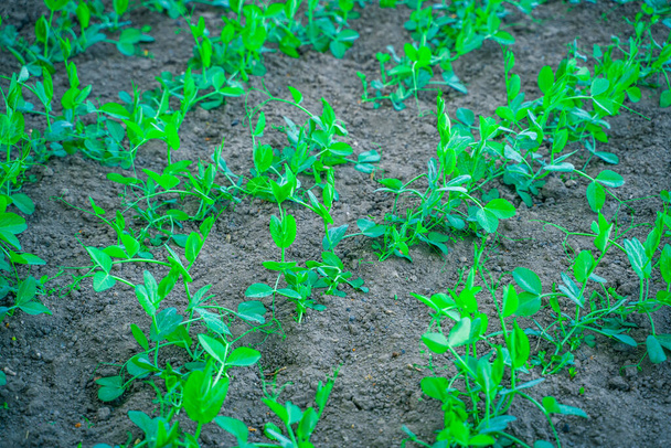 Young green peas grow in the vegetable garden in the evening - Foto, Imagen