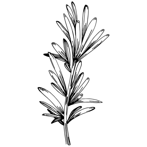 Odizolowane gałęzie i liście rozmarynu - Wektor, obraz