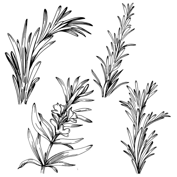 Rosemary branches and leaves isolated - Vector, imagen