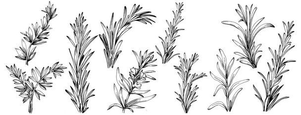 Branches et feuilles de romarin isolées - Vecteur, image