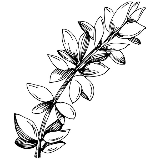 葉を持つタイムベクトル絶縁型植物。ハーバル彫刻スタイルのイラスト。デザインロゴ、メニュー、ラベル、アイコン、スタンプのためのベスト. - ベクター画像