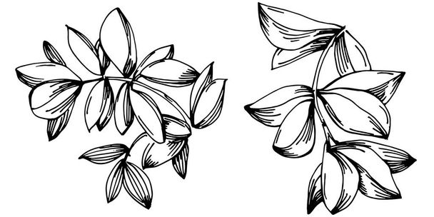 Thyme vetor isolado planta com folhas. Herbal gravada ilustração estilo. Desenho de produto orgânico detalhado.O melhor para o logotipo do projeto, menu, rótulo, ícone, carimbo. - Vetor, Imagem