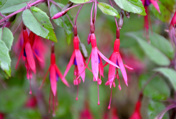 Яскраві fuschia квіти
 - Фото, зображення