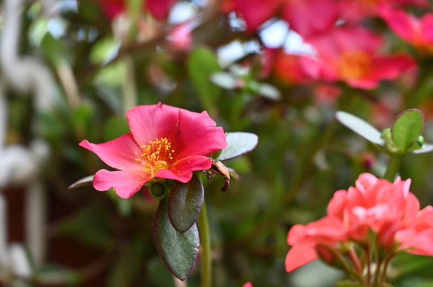 красиві рожеві квіти, що ростуть в саду
 - Фото, зображення