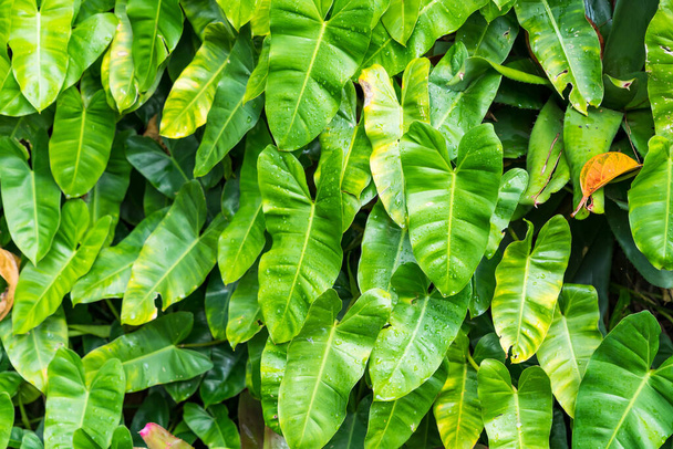 Heart shape leaf texture.Green leaf.The background is green. - Fotó, kép