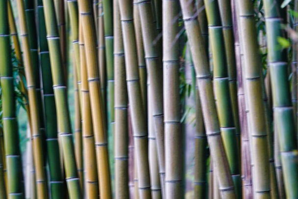 фон из бамбука, фото как фон, цифровое изображение - Фото, изображение