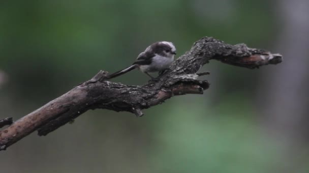 Aegithalos Aegithalos op een boomtak, close-up - Video